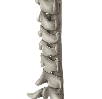 Title_ vertebral column and spinal cord Creator_ Wetselaar, H_edited.png