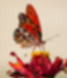 A gulf fritillary butterfly on a zinnia_edited.jpg