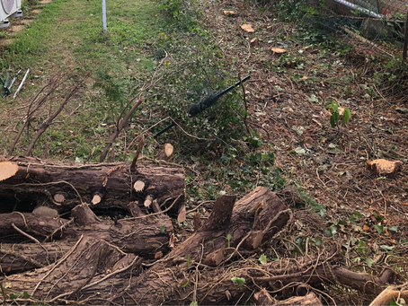 Abattage d’un arbre à Roussillon : intervention sécurisée