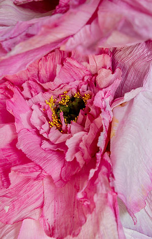 Les Flores D'isariel - créatrice de fleurs 3