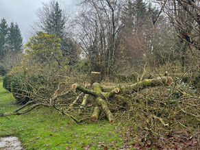 Abattage d'un arbre à Exincourt par Maxime Gester Paysagiste