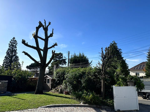 élagage grande hauteur, Verneuil-en-Halatte, chêne, arboriste