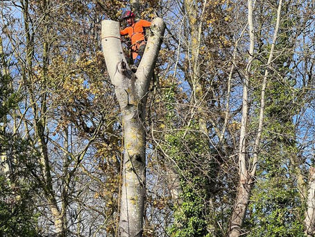 Élagage d’un arbre de grande hauteur à Vouvray