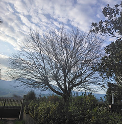 Travaux de taille et d’élagage sur un arbre