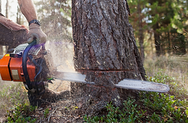Abattage arbre