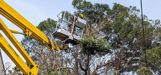 Organisation d’un chantier d’élagage en Seine-Saint-Denis