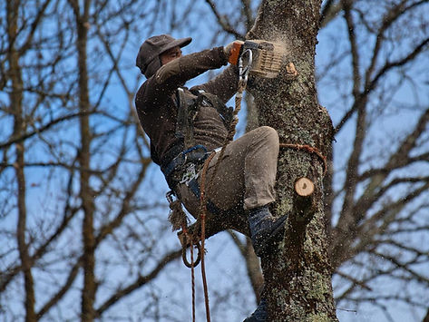 Intervention d’abattage sur un arbre de grande taille