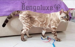 Kyro's Grandsire: Leo Land Richard Lion of Bengaluxe