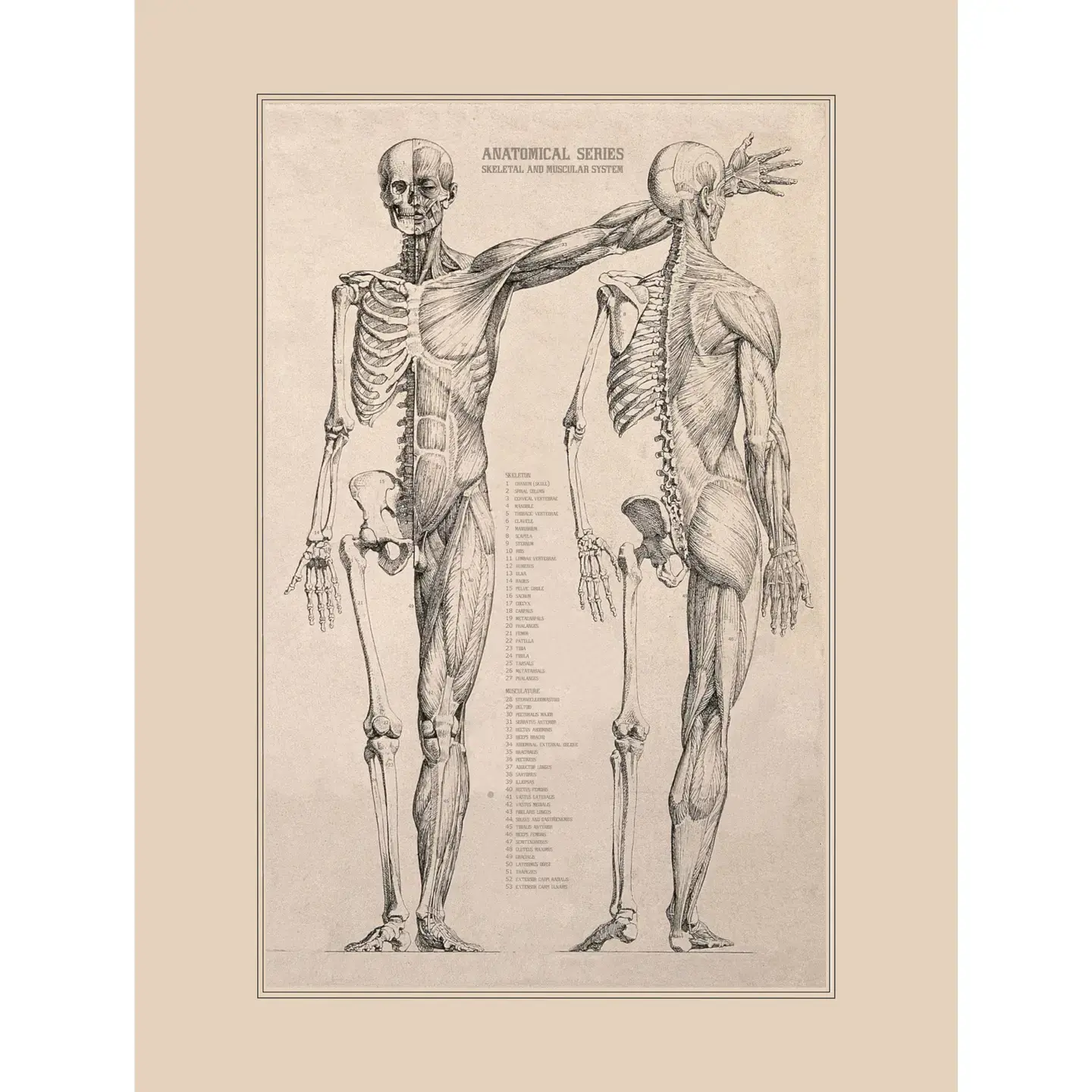 Affiche anatomie vintage format 30x40 cm, illustration rétro du corps humain pour décoration murale scientifique ou médicale