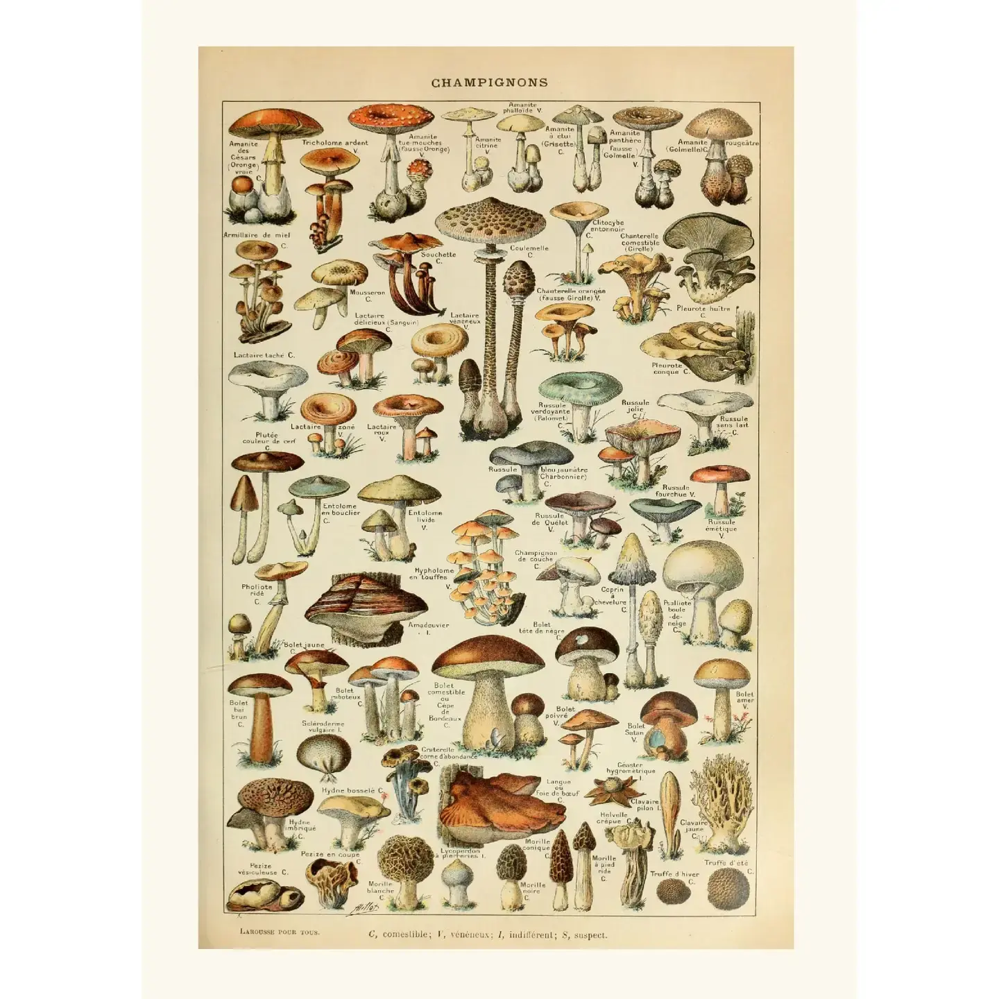 Affiche champignons vintage illustrée par Alphonse Millot, format 50x70 cm, style botanique rétro