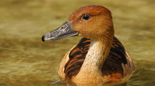 Kahverengi Islıkçı Ördek - Fulvous whistling duck (Dendrocygnabicolor)