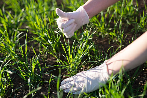 farmer-agronomist-checking-crops-quality-field.jpg