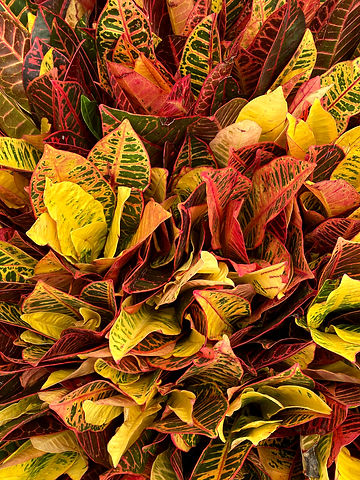 Croton.jpeg