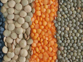 A Journey Through Time: The History of Lentils