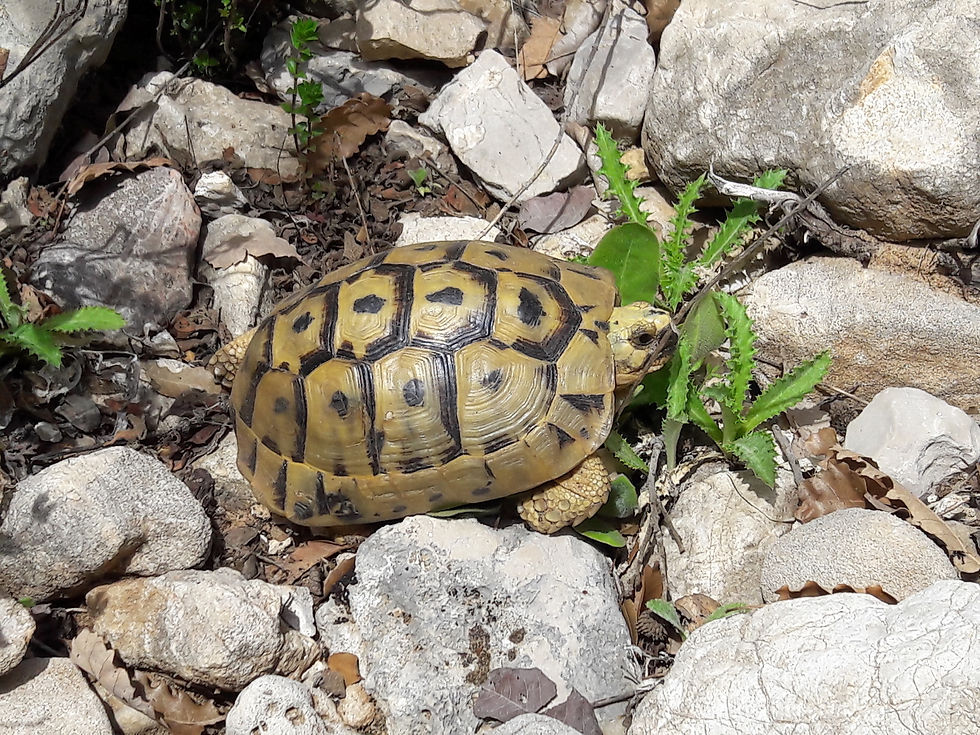 Jabal Moussa Lebanon