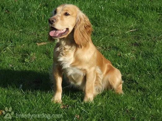 Cute Dog Mix Breeds Dogs All About
