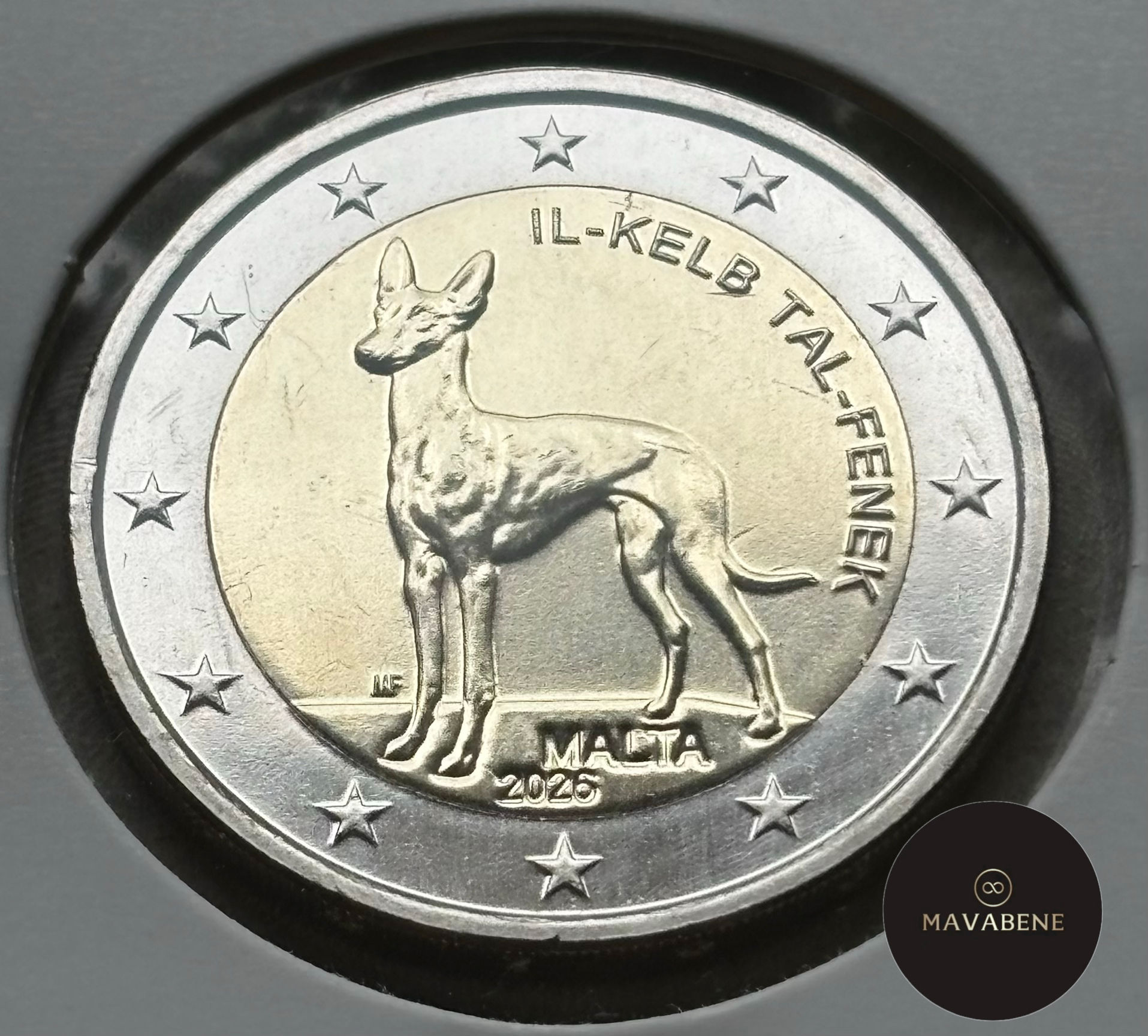 MALTA - 2026 - CANE DEI FARAONI
