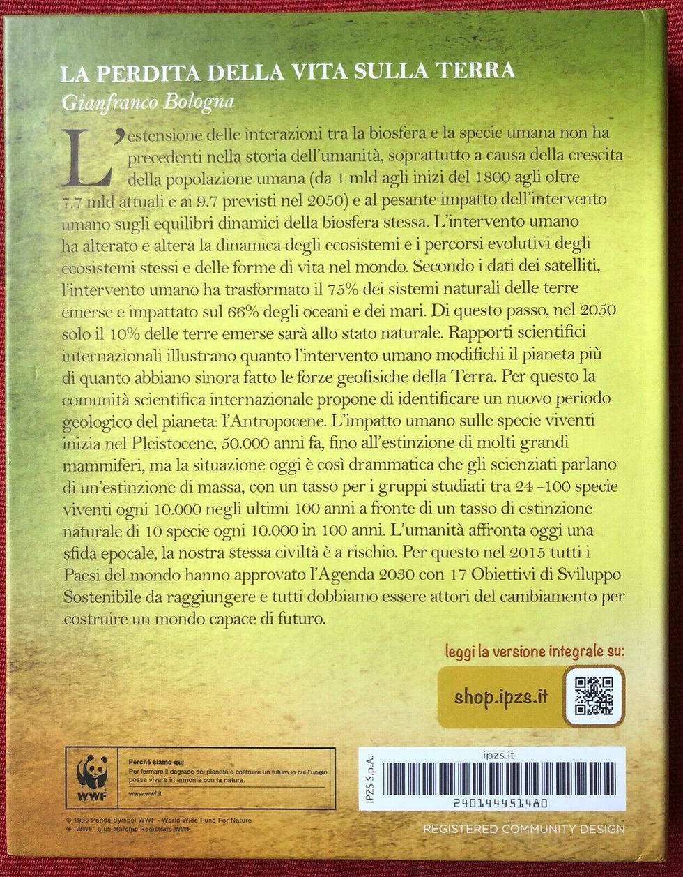 Miniatura: ITALIA - 2021 - ORSO