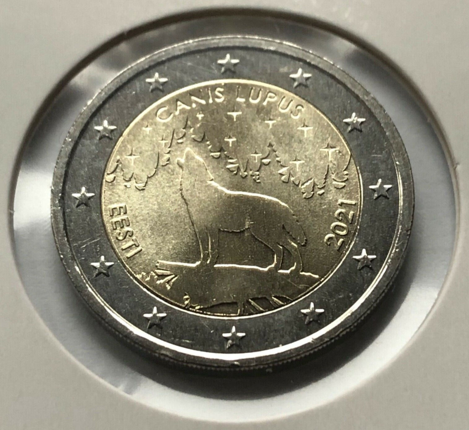 ESTONIA - 2021 - CANIS LUPUS