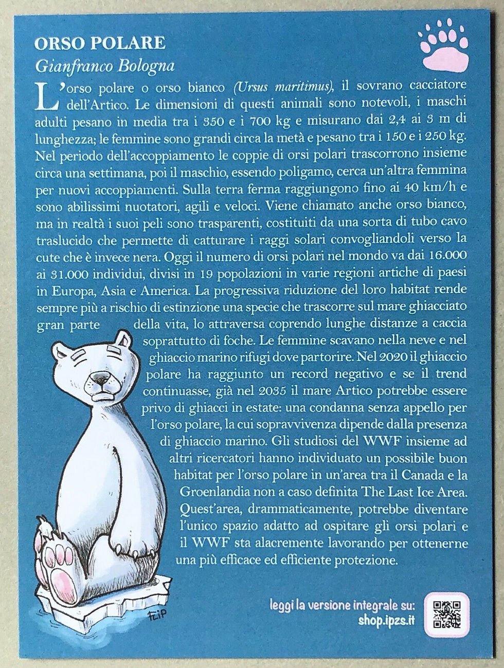 Miniatura: ITALIA - 2021 - ORSO