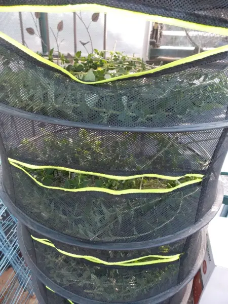 Thumbnail: Oregano, Origanum majoricum, Italian Oregano, Mountain Mint, Wild Marjoram