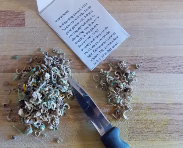 Thumbnail: Calendula officinalis seeds, organic Calendula, orange & yellow Calendula seeds