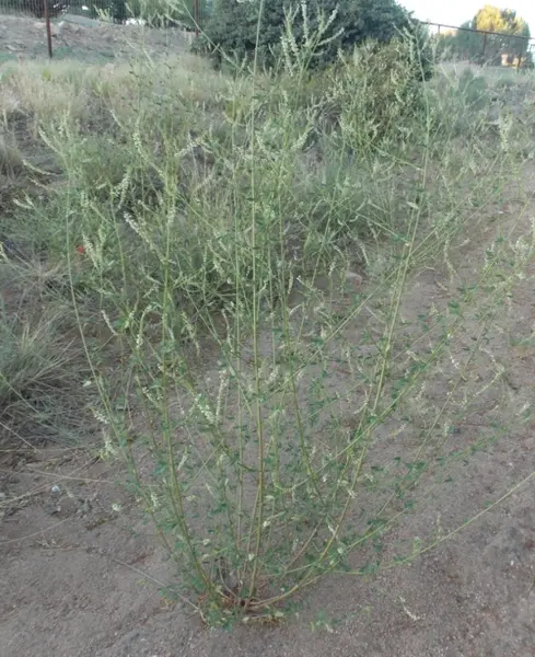 Melilotus officinalis - sweetclover