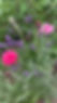 IMG_6586.jpeg