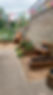 IMG_6589.jpeg
