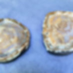 oysters