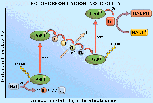 aciclica.gif