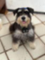 Foto de cachorrinha da raça Schnauzer usando um dispositivo para cães cegos, BlinDog