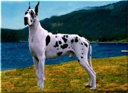 Born: 07. November 1997. AKC  WP81431603
Hip: OFA: Good GD-7584G39M-NOPI - Elbows: Not known. 