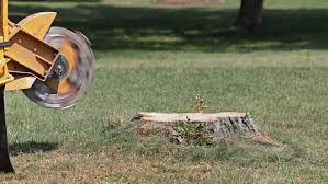 Stump grinding machine removing tree stump on lawn