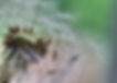 dandelion 1 site web.jpg