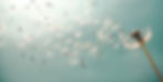 o-DANDELION-facebook_edited.jpg