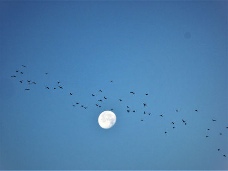 Kora´s Vermächtnis oder: die Wiesenliebe, der Herzensacker und die Vision einer nährenden Dorfgemeinschaft