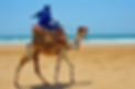 morocco berber riding camel on the atlantic ocean beach
