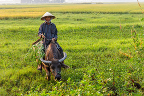 bigstock-A-Farmer-And-Water-Buffalo-In--208916035.jpg
