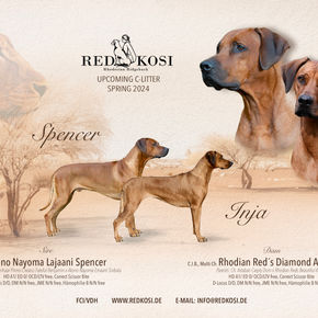              Red Kosi Cloud 7 - Litter