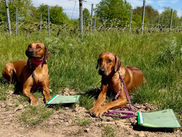 Ein Tag voller Stolz: Lumi & Nala haben es geschafft!
