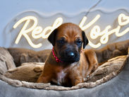 Woche 3 – unsere Welpen entdecken die Welt