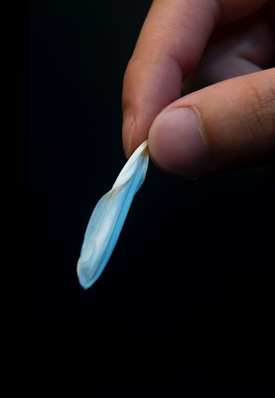 '꽃의 일렁임' 1.png