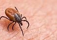 Tick Picture