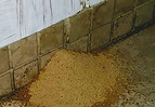 Woodworm Frass Image