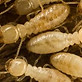 Termite Images