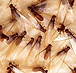 subswarmer Image
