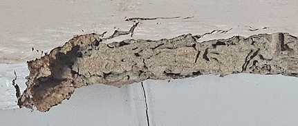 Timber - Completely damged by subterranean termites