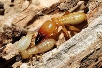 Soldier among worker termites