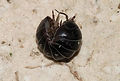 Woodlice - Curled up